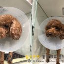 라엘동물의료센터 이미지