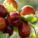 대추원천 이미지