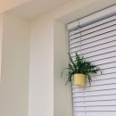 디노엘(de Noel) 이미지