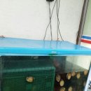 수조닭집 이미지