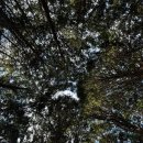 산책온 | [제주] 제주가볼만한곳 &lt;비밀의 숲&gt; 산책코스 인생샷 찍고온 후기