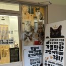강남고양이 분양 히어로펫 | 강남역 신논현역 고양이카페 집사의하루 유기묘들의 천국 데이트 장소 추천