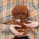 광주강아지분양 고양이분양 미유펫 본점 이미지