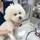 청북햇살 동물병원 | 강아지 건강검진 후기 – 수성구 동물병원 24시 케어동물의료센터에서 받은 꼼꼼한 검진