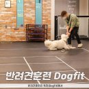 펫 앤 휴(PET AND HUMAN) | ncs_기획_DogFit
