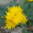 재식농장 | 설곡 정포 영국(雪谷 鄭誧 詠菊)