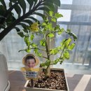 현아네도 방울토마토 수확합니다😊 이미지