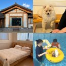 독독채 | 양평 애견동반펜션 대가족 추천 밸런스독 독채 수영장 운동장 후기