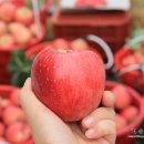 행복한사과나무 이미지