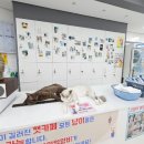 야옹아 놀자 캣카페 | 야옹아 놀자. 캣 카페. 고양이 카페(경주)