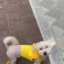 아이라잇댕