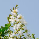 야생화 배롱나무(흰배롱나무=흰백일홍나무) 이미지