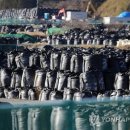 [원전사고 10년] "후쿠시마 생선 문제없다" 강변…오염수 찬반 팽팽 이미지