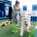 반려라이프 이미지