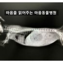 마음을 읽어주는 마음동물병원 이미지
