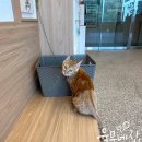 이영수 고양이 병원 | 인천 고양이 전문병원, 이영수 고양이병원 건강검진 후기.