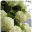 통큰멸치국수 - 화성시 샘마을길 12 | 통큰멸치국수