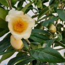 콕큰하우스 이미지