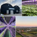 인삼농장 | 면역력 높이는 방법 사포닌 새싹 인삼 닥터고고팜 새싹삼 후기