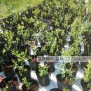 경인목장 이미지