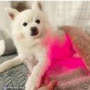 닥터-Q | 58% 할인 중인 반려동물 케어기기 추천, 펫스니즈 닥터펫 펫큐어레이 커버-Q 후기
