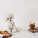 츄츄애견 이미지