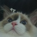 9월의 소원 동물병원 이미지