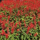 죽림사 | 베트남 나트랑 달랏 롯데관광 3박 5일 패키지여행 3일차 멀펄 달랏호텔 죽림사 다딴라 폭포 루지체험 후기