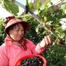 웰빙식품 이미지