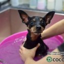 퍼피가든 이미지