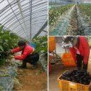 김인기농장 이미지