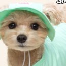 민트파파 이미지