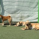 코코다방 이미지