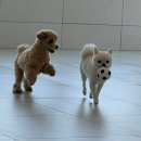 김해애견호텔 강아지유치원 맘바이 김해점 | 김해 애견호텔 맘바이 김해점 믿고 맡긴 후기