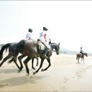 충주, 제13회 전국 지구력승마대회 개최 이미지