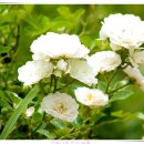 장미휴게실 이미지