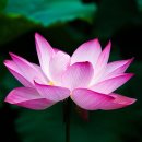 육교골프존스크린 이미지