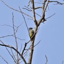 딱따구리 이미지