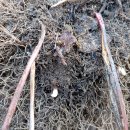 임가농장 이미지