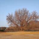 원주굽이길 원6코스 황효자길 | 반계리은행나무 원주굽이길 원6코스 황효자길