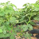 임성농장 이미지