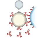 Pfizer-BioNTech 백신의 작동 원리 이미지