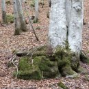 슈바르츠발트민박 이미지