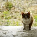 멍이와 양이 이미지