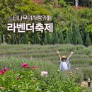 부처울농장 | 5월 아이랑 가볼만한곳 느티나무사랑카페 라벤더축제 사전답사 개화상태 확인하세요