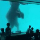 바다코끼리 실제 크기 체감.gif 이미지