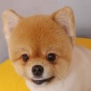 독스앤휴먼 이미지