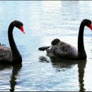 더 게임 이미지