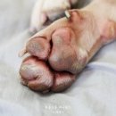 개발바닥 네이버블로그