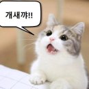 추*